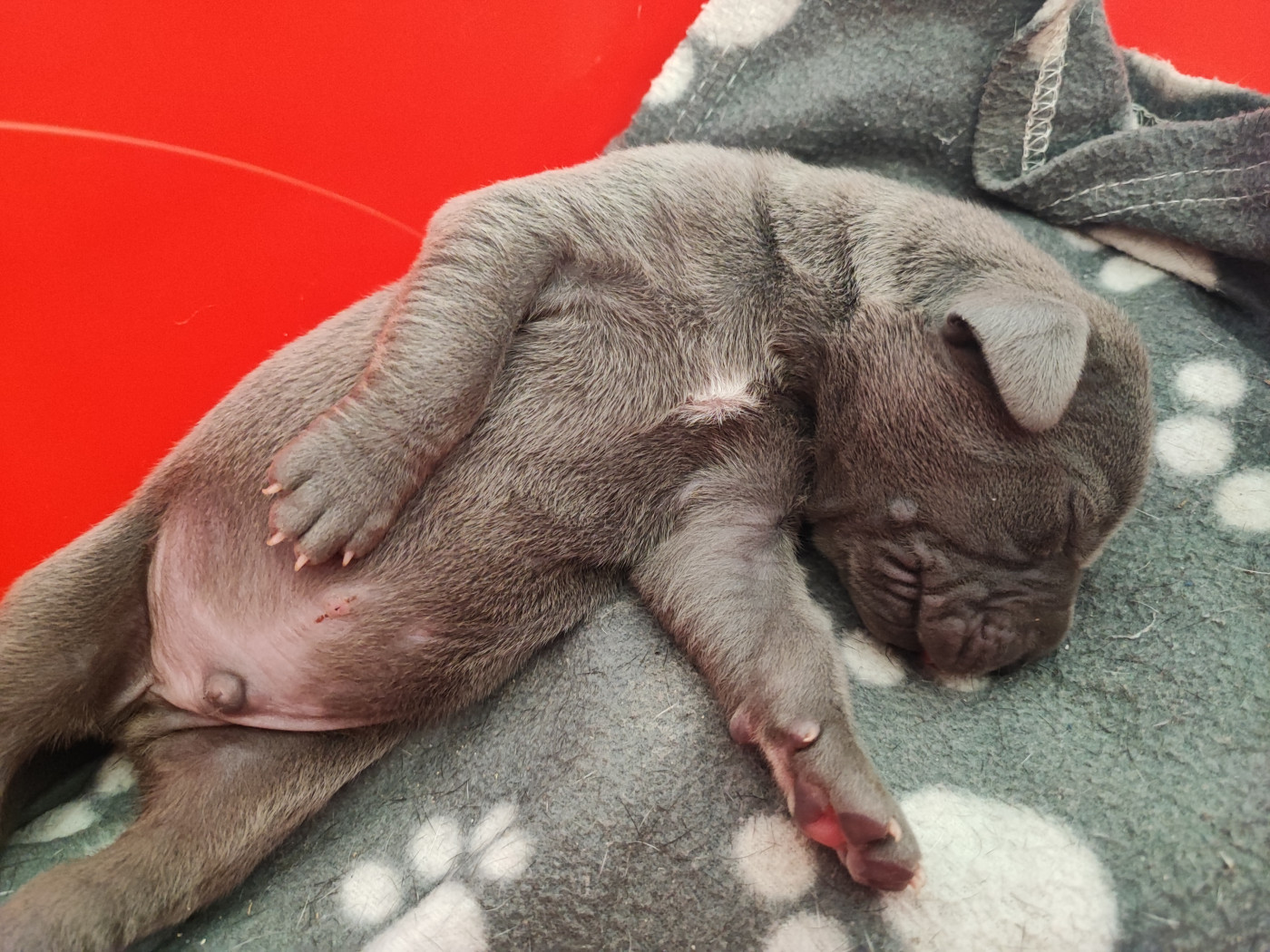 de la Tour du Dauphiné - Chiots disponibles - Dogue allemand