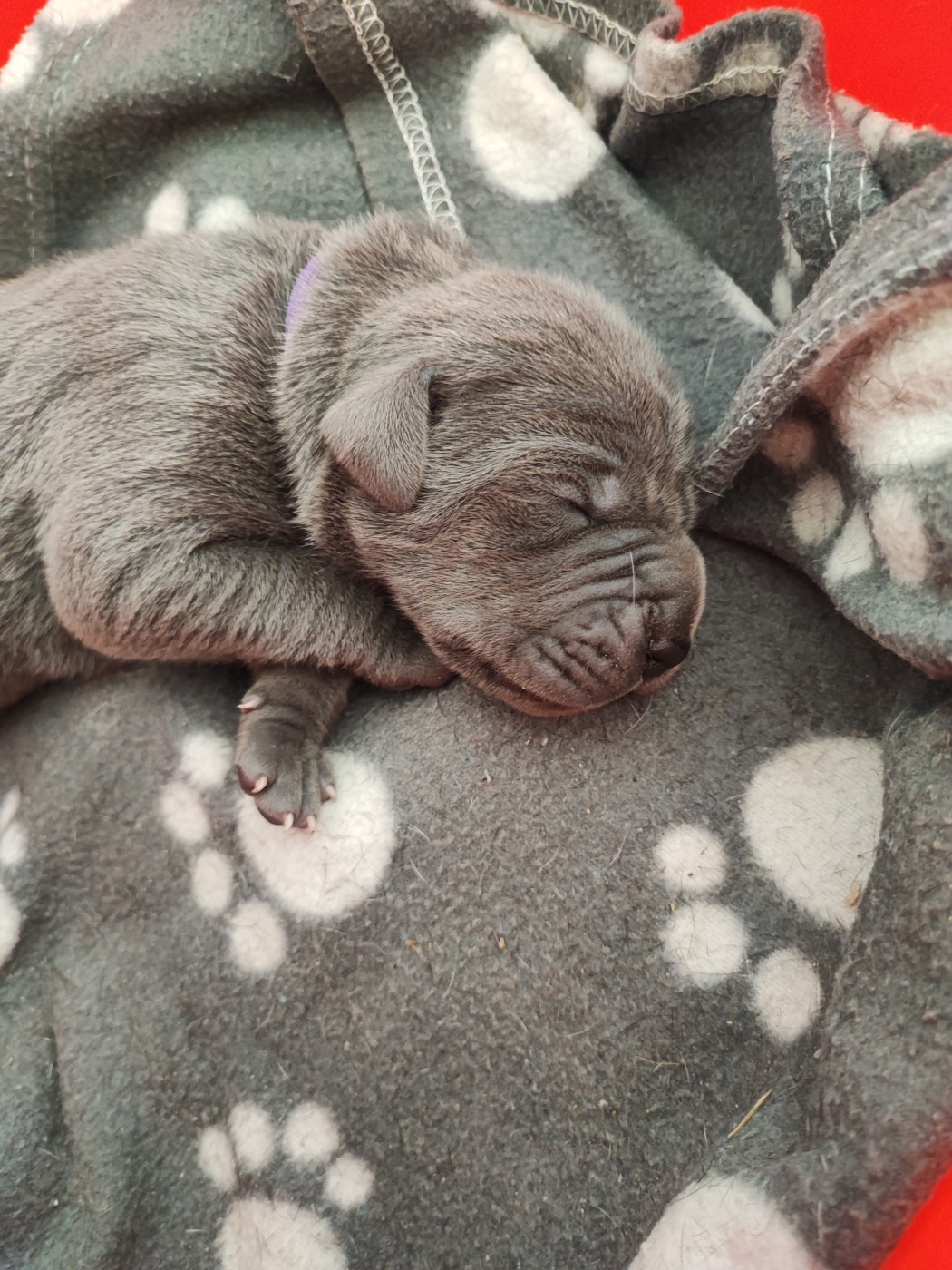 de la Tour du Dauphiné - Chiots disponibles - Dogue allemand