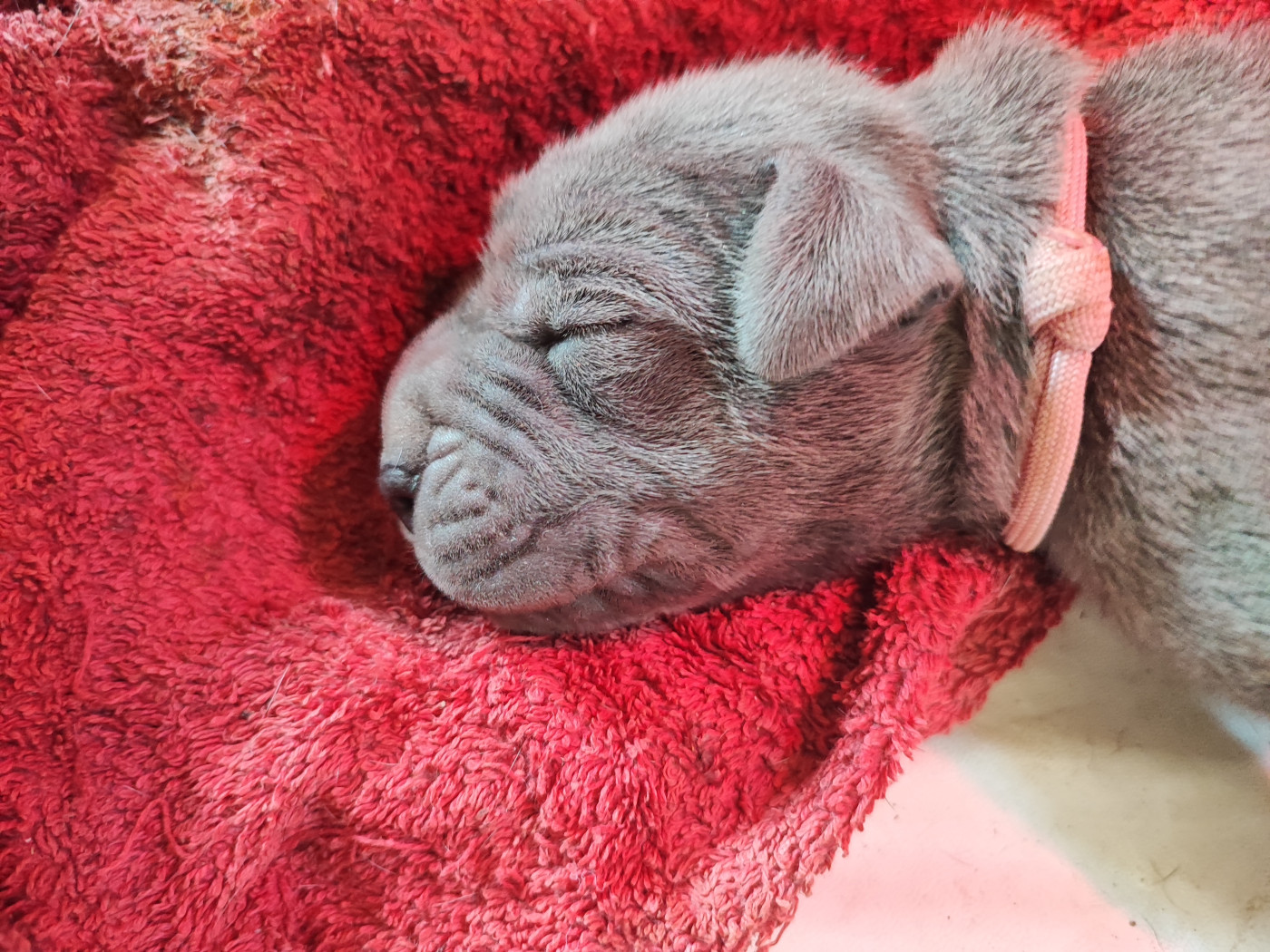 de la Tour du Dauphiné - Chiots disponibles - Dogue allemand
