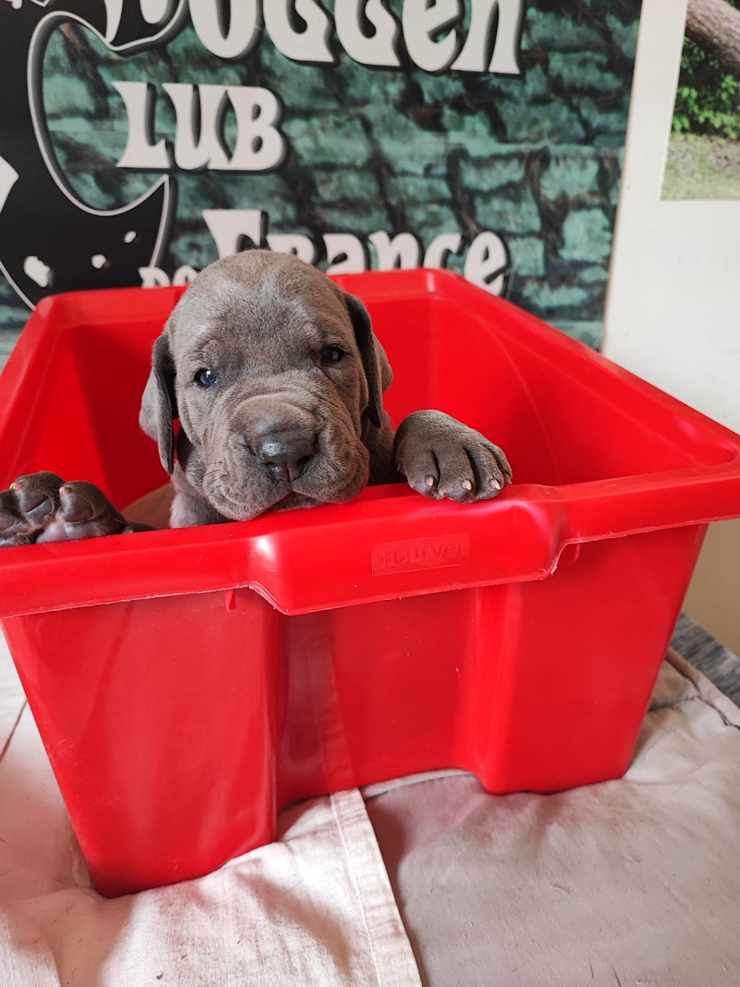 de la Tour du Dauphiné - Dogue allemand - Portée née le 24/04/2026