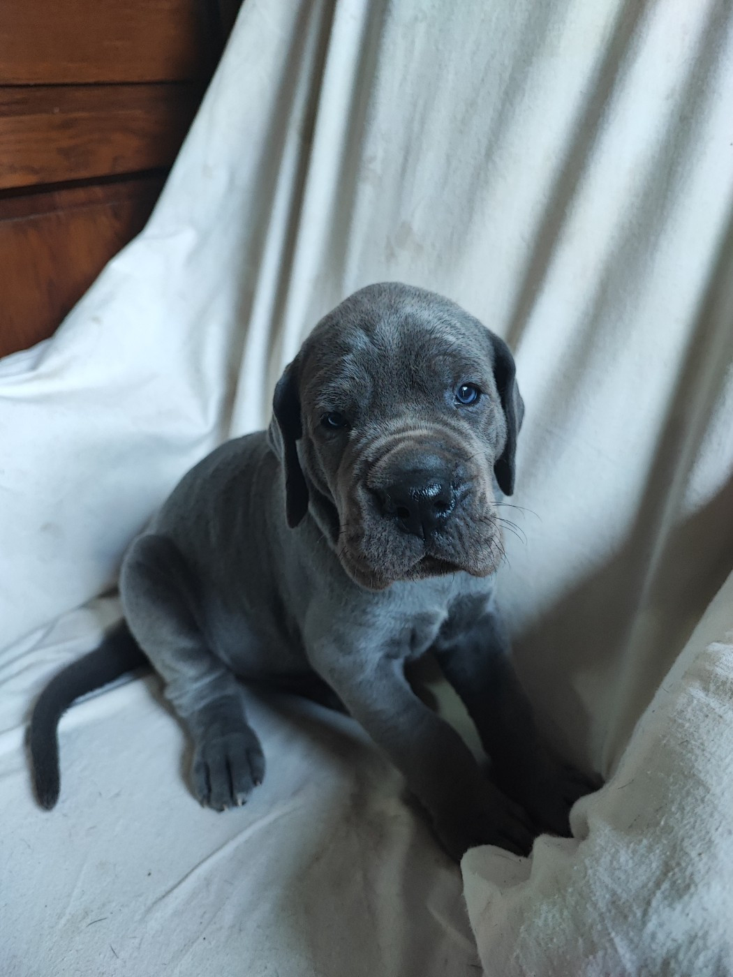 de la Tour du Dauphiné - Chiots disponibles - Dogue allemand