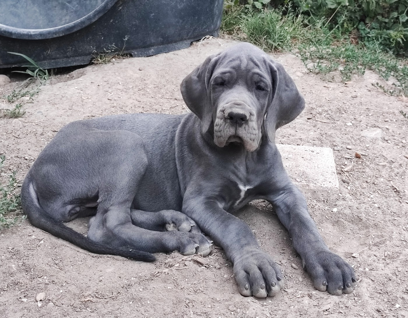 de la Tour du Dauphiné - Chiots disponibles - Dogue allemand