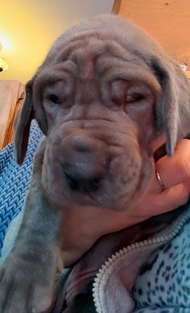 de la Tour du Dauphiné - Dogue allemand - Portée née le 24/12/2022