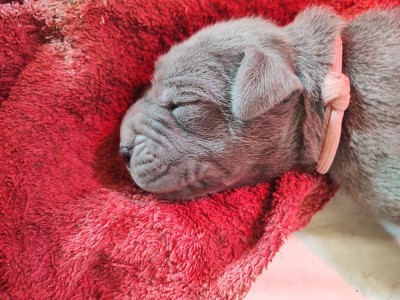 Chiot N°3