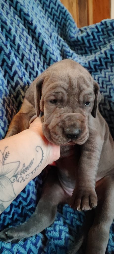 de la Tour du Dauphiné - Chiots disponibles - Dogue allemand